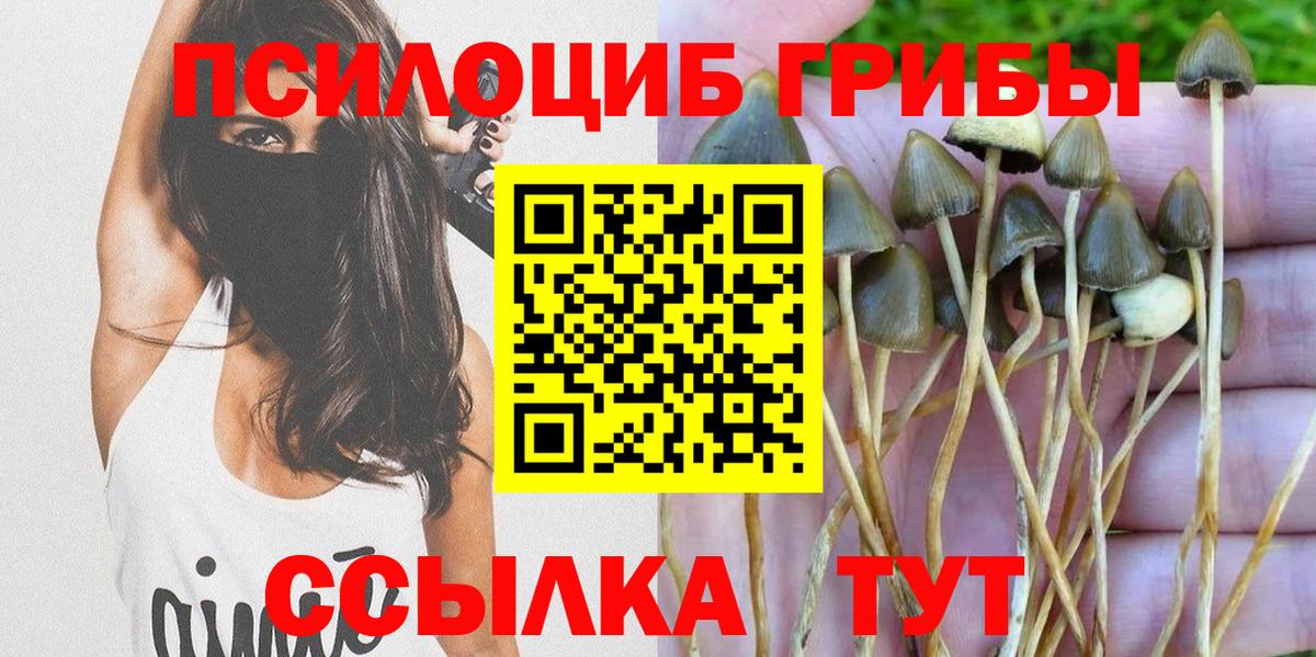 Псилоцибиновые грибы Psilocybe Кубинка